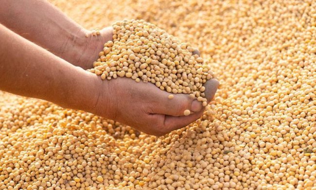 Commercialisation du soja grain : L'essentiel sur la campagne 2025-2026